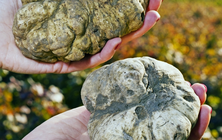 weiße Trüffel aus dem Piemont in den Händen einer Frau