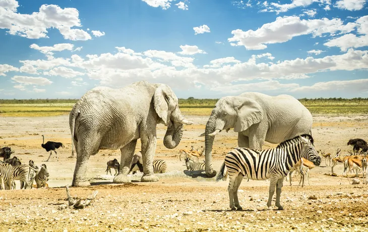 Gruppe wilder Tiere im Etosha Park in Namibia