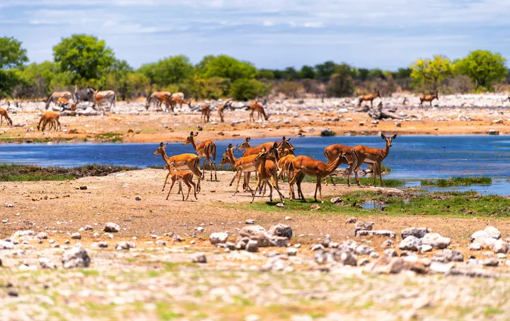 Antilopenherde an einem Wasserloch im Etosha-Nationalpark