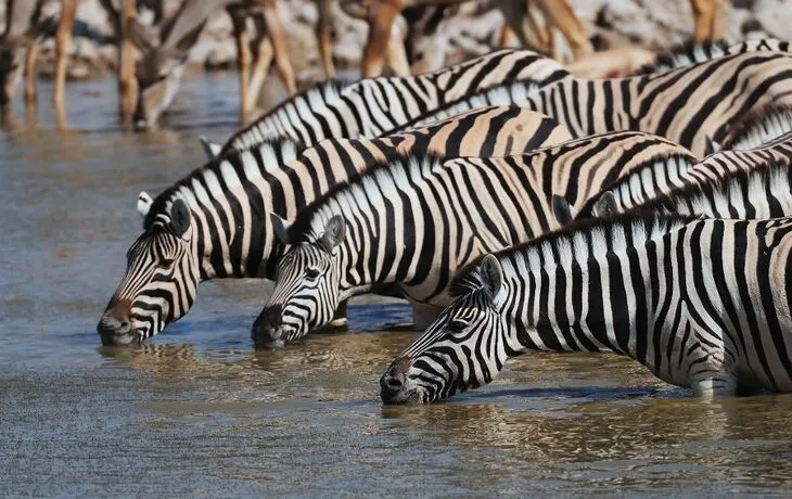 Steppenzebras