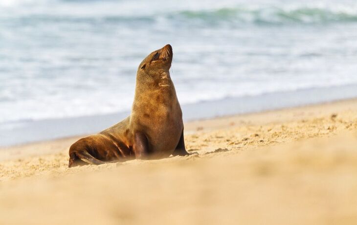 Pelzrobbe (Arctocephalus pusillus)