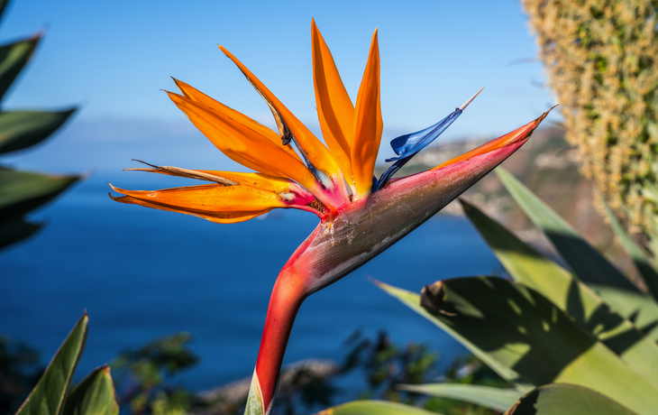 Strelitziablume, die Nationalblume der Insel Madeira