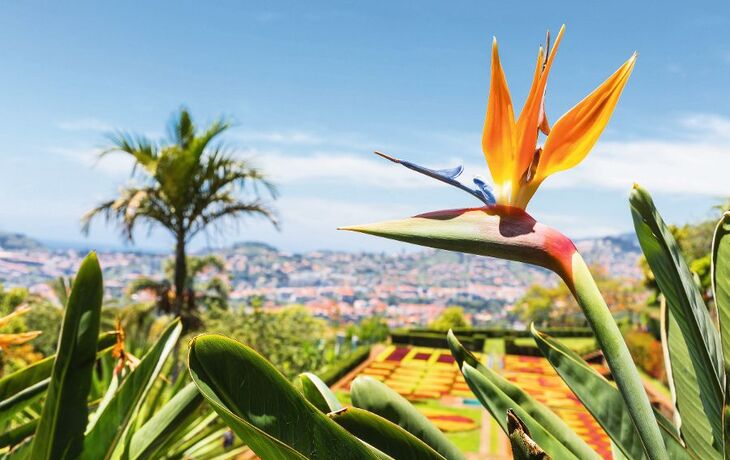 Strelitzia in Botanical garden of Funchal at Madeira Island