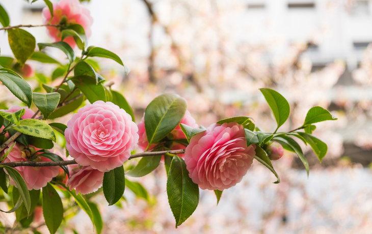 Kamelienrosablumen im Garten