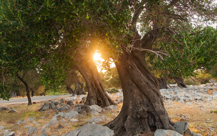 Sonnenuntergang über einem Olivenhain