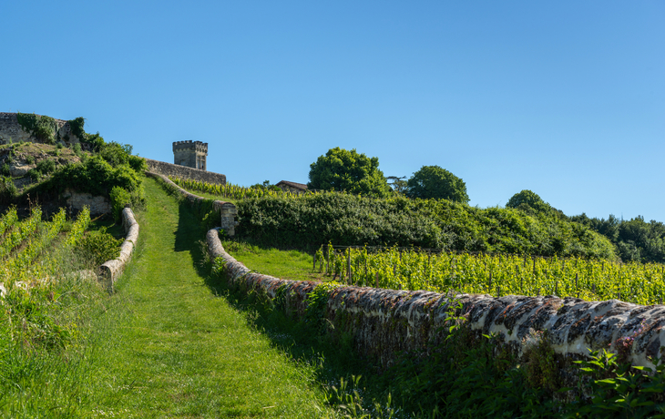 Weinberge bei Saint Emilion in Frankreich