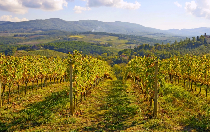 Weinberge in der Toskana, Italien