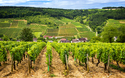 Burgund