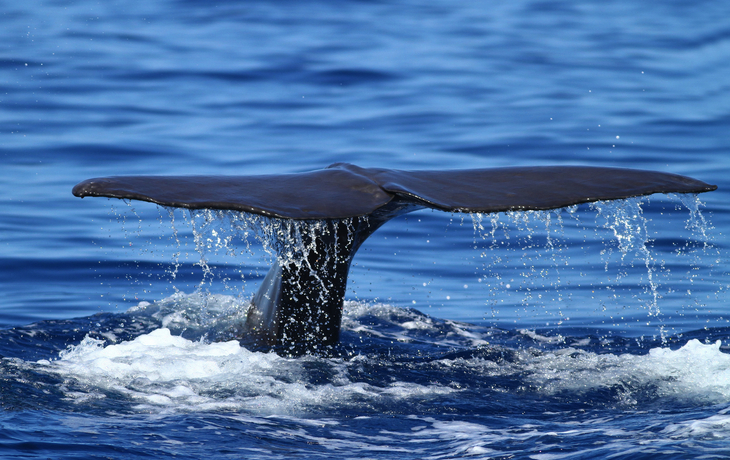 Pottwal nahe der Azoren