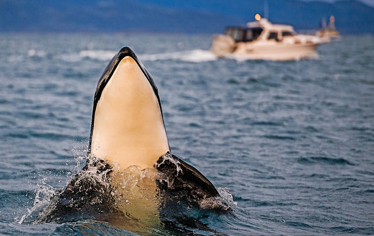 Orca-Kalbespion hopping, Norwegen.