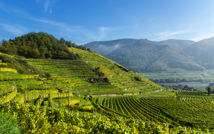 Weinterrassen in Spitz/Wachau,