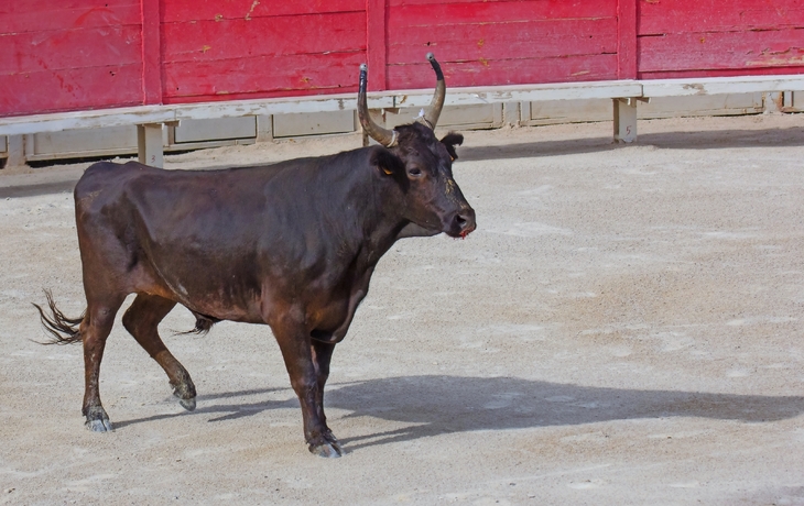 Stier in der Arena von Arles in der südfranzösischen Region Provence