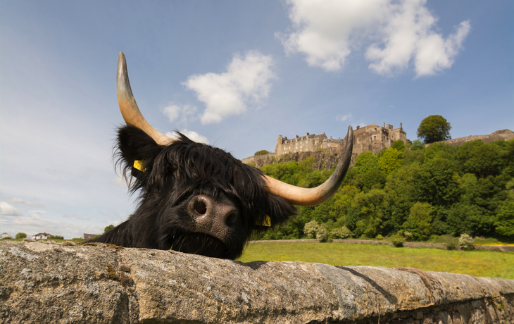 Hochlandkuh, welche die Sonne unter Sirling Castle genießt