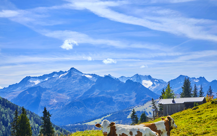 Bergimpressionen mit Kühen im Pinzgau