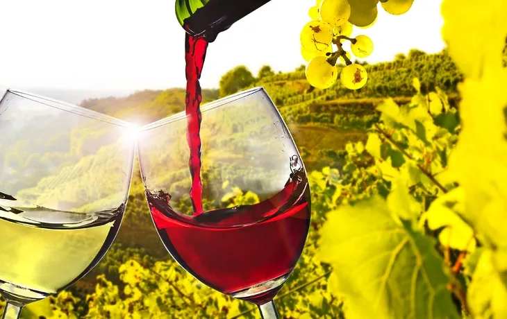 Weinverkostung im Weinberg 