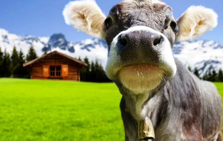 Jungvieh auf der Alm