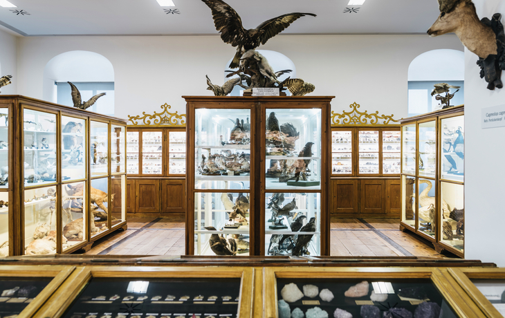 Benediktinerstift Admont: Naturhistorisches Museum