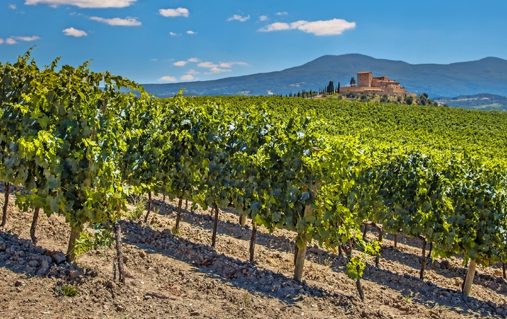 Weinberge in La Rioja