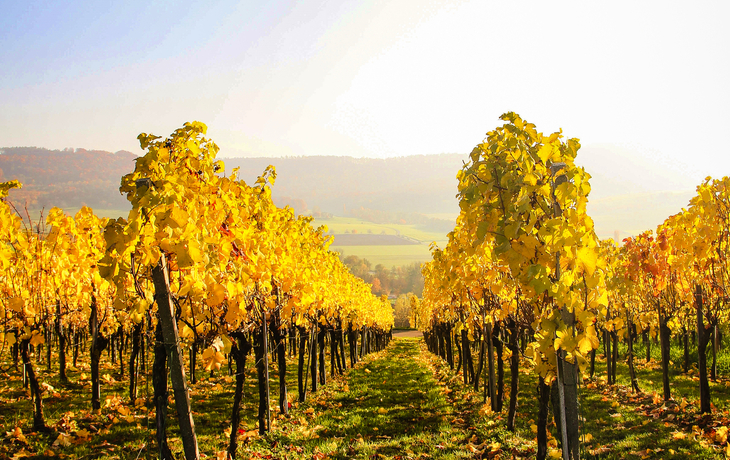 herbstlicher Weinberg in Hohenlohe
