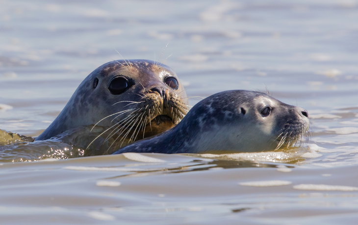 Seehunde in der Somme-Bucht, Frankreich