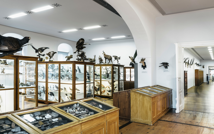 Benediktinerstift Admont: Naturhistorisches Museum