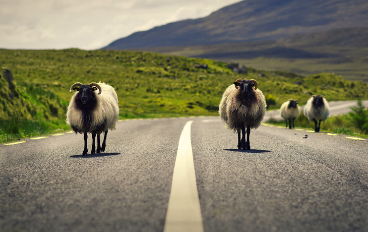 Schafe im Connemara Nationalpark in der Grafschaft Galway