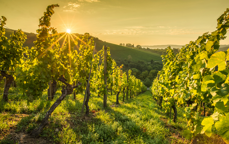 Sonnenstrahlen beim Sonnenaufgang im Weinberg