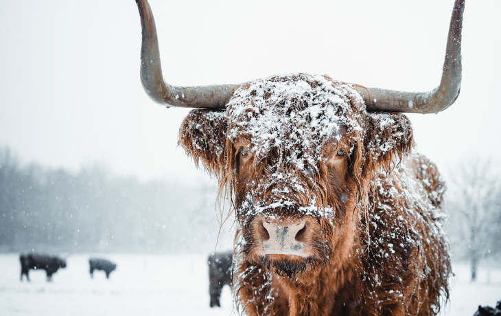 Schottische Highlandrinder im Schnee