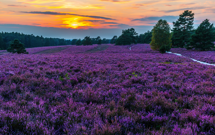 Lüneburger Heide im Sonneuntergang, Deutschland