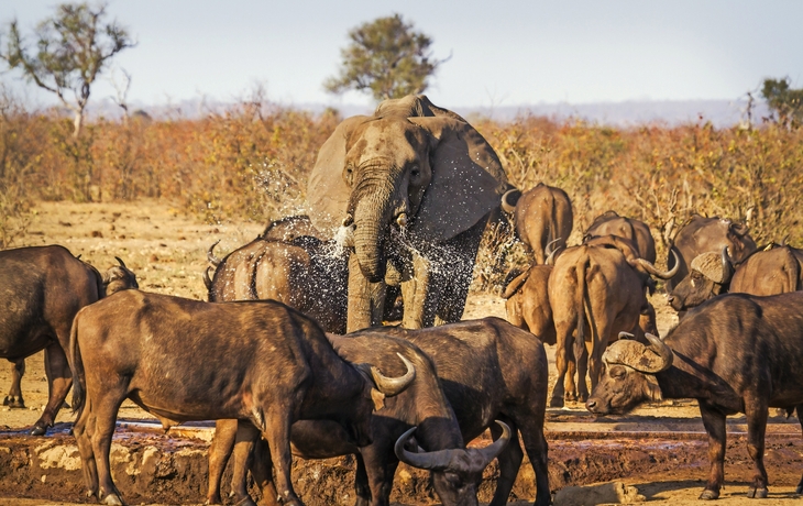 Afrikanischer Buschelefant im Kruger National Park, Südafrika