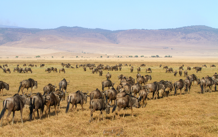 Gnus wandern in Ngorongoro Krater