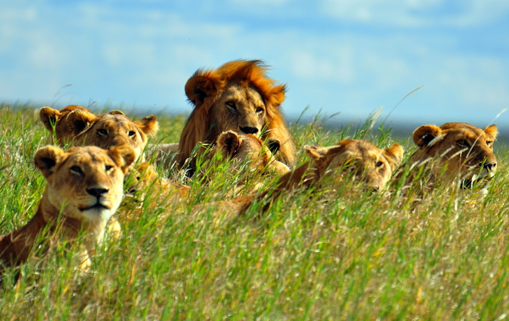 Serengeti-Nationalpark in Tansania