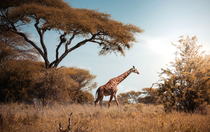 Giraffenwanderung in der Savanne im Tarangire Nationalpark Reservat
