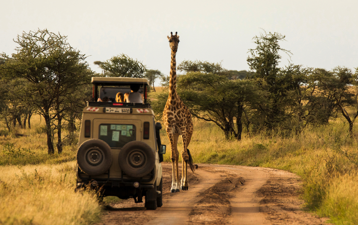 Giraffe im Serengeti-Nationalpark