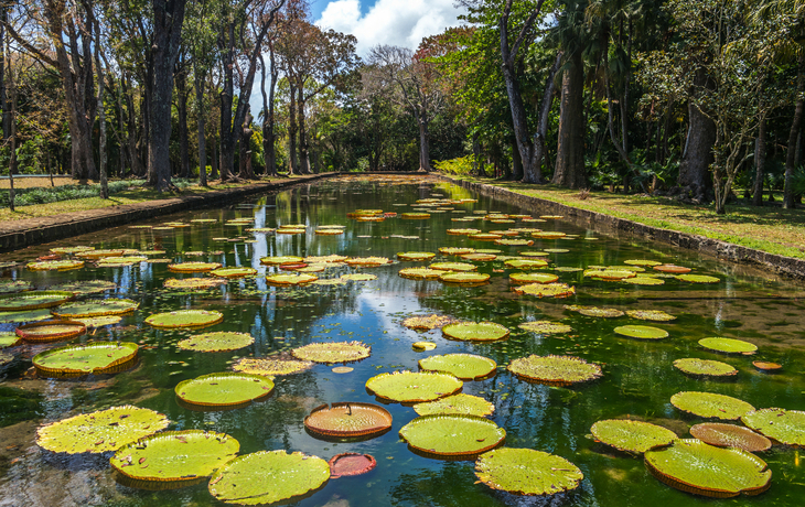 Sir Seewoosagur Ramgoolam Botanical Garden in Pamplemousses, Mauritius