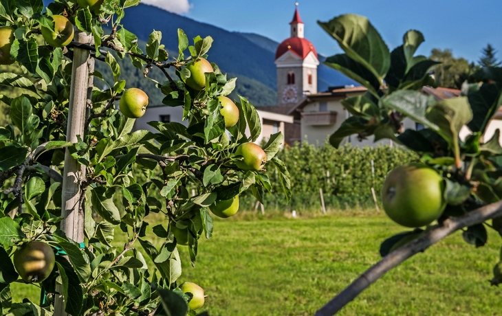Südtirol zur Apfelblüte