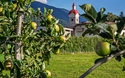 Südtirol zur Apfelblüte