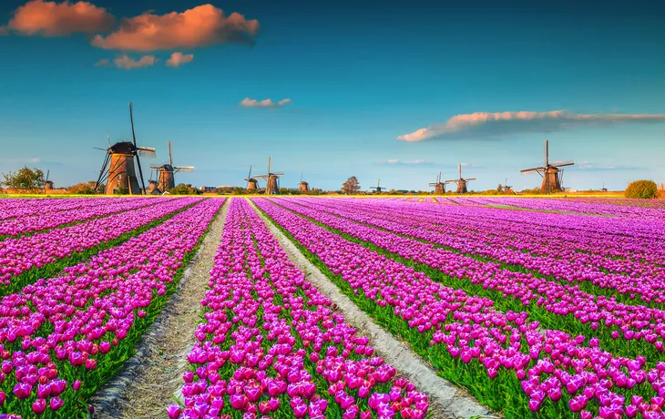 osa Tulpenfelder und traditionelle holländische Windmühlen in Kinderdijk