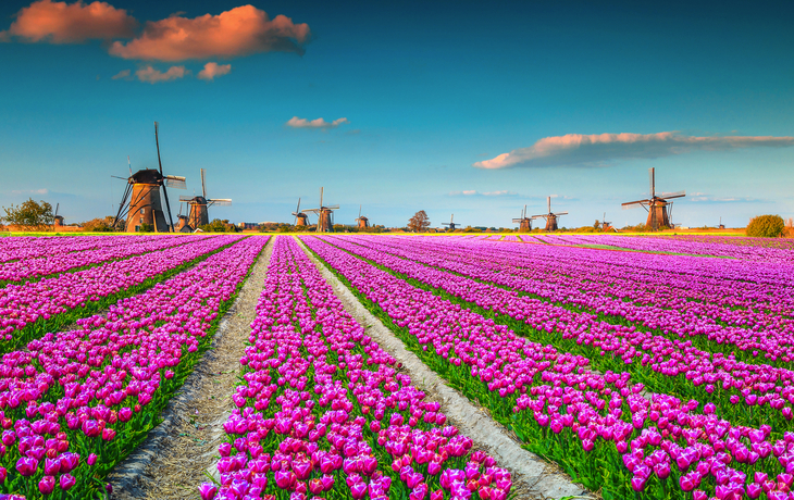 osa Tulpenfelder und traditionelle holländische Windmühlen in Kinderdijk