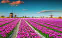 Holland zur Tulpenblüte 