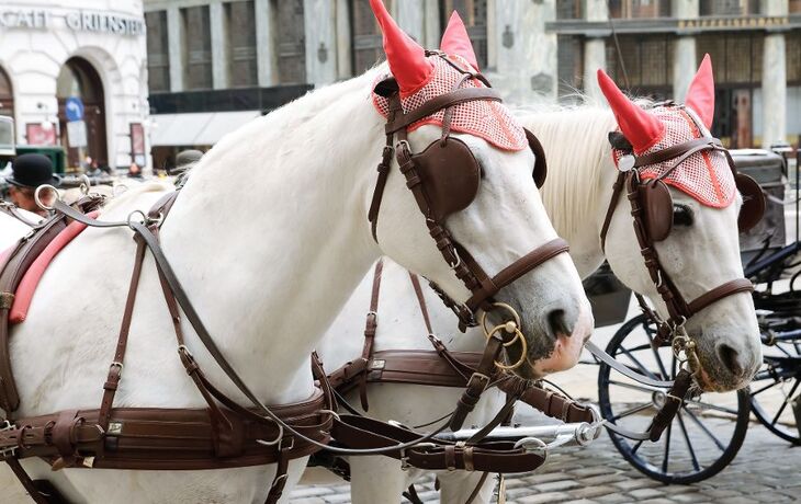 Horsees in Vienna