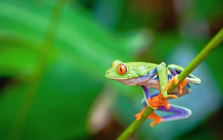 Rote-Augen-Frosch