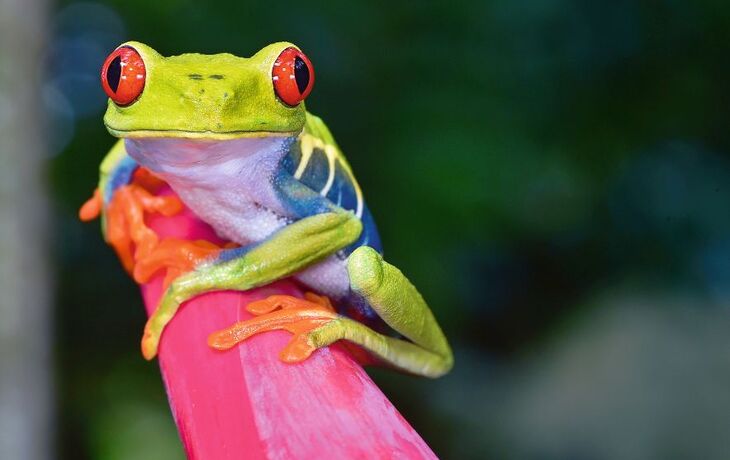 Rote-Augen-Laubfrosch