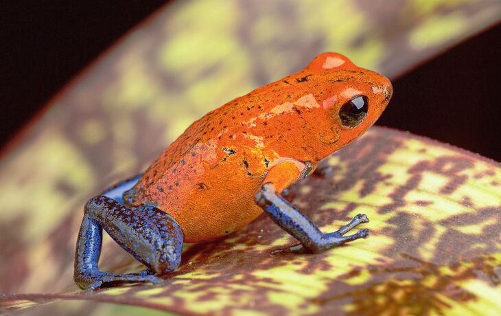 Pfeilgiftfrosch