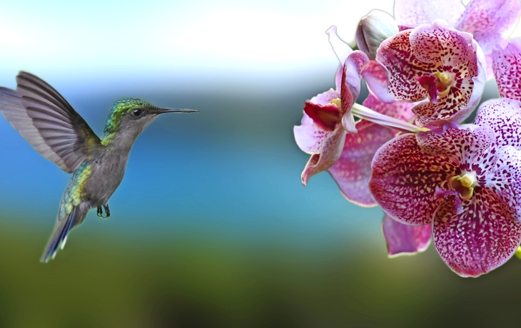 Kolibri