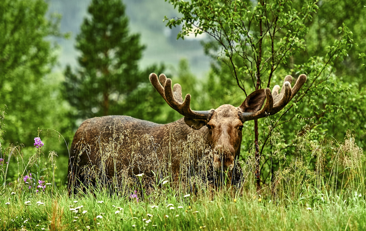 wilde Elche nahe Lom in Norwegen