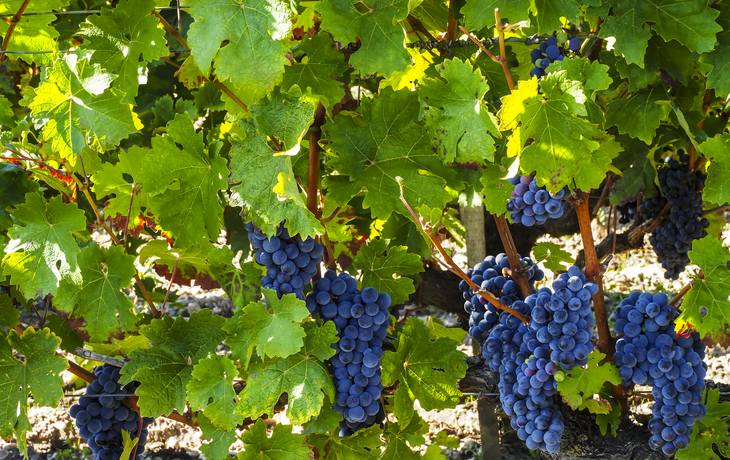 Weinanbaugebiet des Médoc