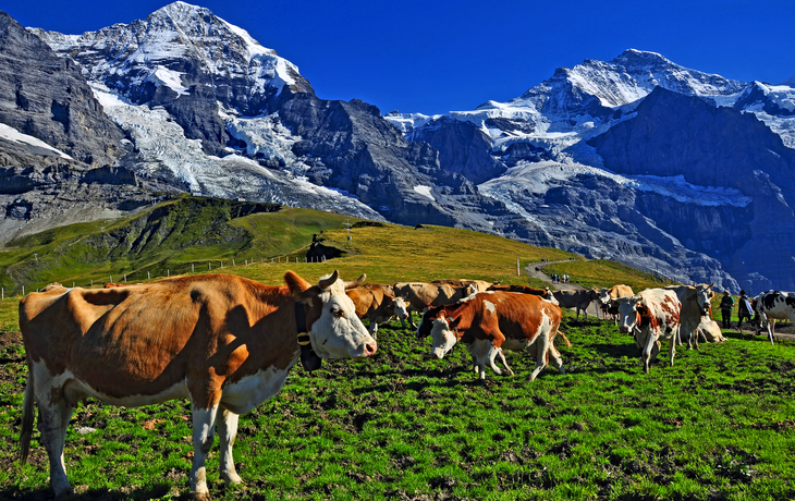 Mönch und Jungfrau in den Berner Alpen