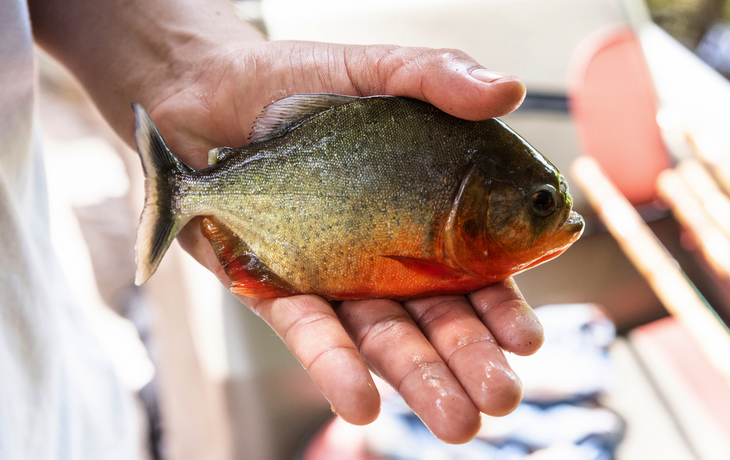 Mann hält Piranha-Fisch im Amazonas in der Hand