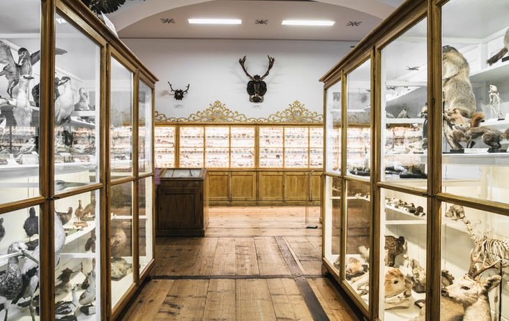 Benediktinerstift Admont: Naturhistorisches Museum